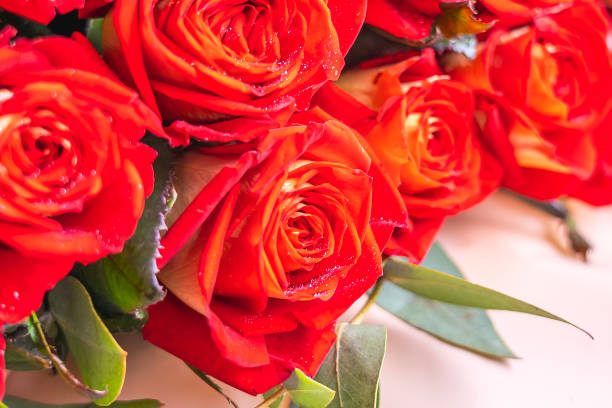 istock Bouquet of bright red roses close-up 1356497308