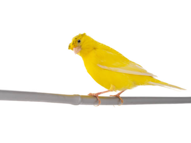 istock canary sitting on a tree branch isolated on white background 1356497309