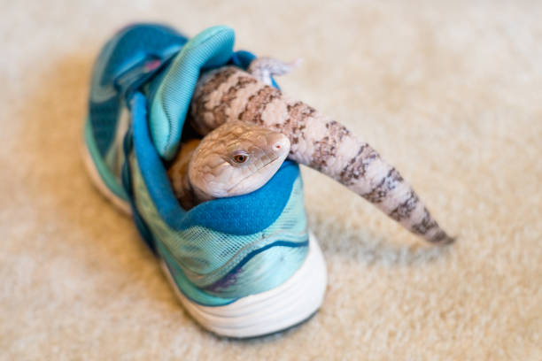 istock SCINCTIC BLUE LANGUAGE, ORDINARY GINESE LIZARD (Tiliqua scincoides) conveniently hid in a sneaker 1356497312