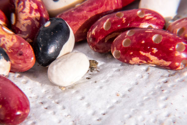 Bean Bug 60+ Bean Weevil Photos Stock Photos, Pictures & Royalty-Free Images ...