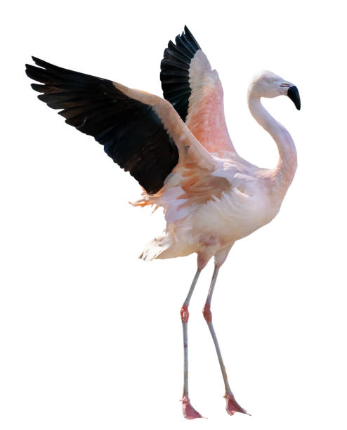 istock fine pink one flamingo with spread wings 1356500663