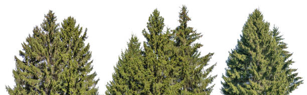 istock old green isolated fir trees three groups 1356500682