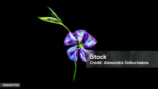 istock Fractal periwinkle flower on black background. Violet periwinkle flower on black background. 1356501763