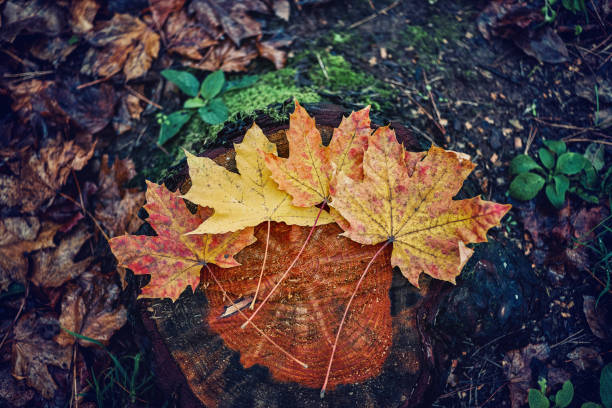 Stunning colorful maple leaves on an old rough textured tree stump