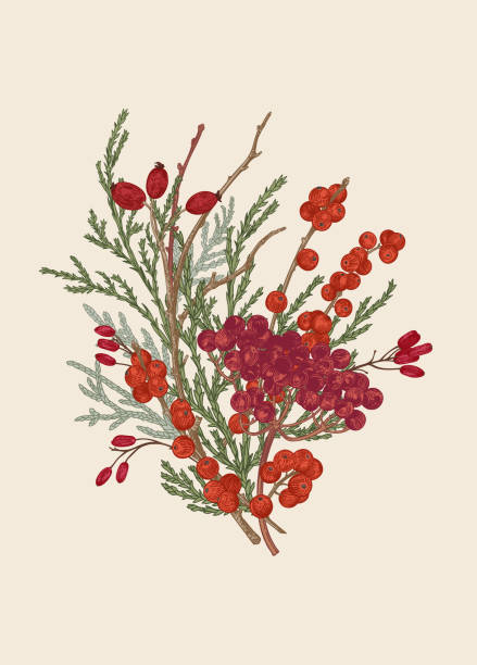 열매가있는 겨울 꽃다발. - hawthorn flower old fashioned botany stock illustrations