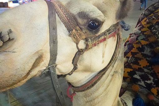 Funny desert camel staring at the camera, wearing a colourful saddle