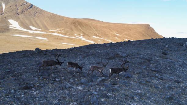 istock Reindeers on the glacier moraine in Tarfala valley 1356504824