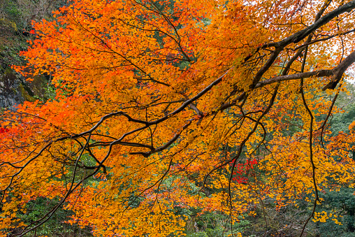 Autumn Oni no Shitaburui scenery (Okuizumo-cho, Shimane)