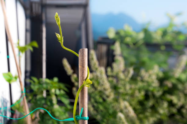 nahaufnahme des stangenbohnenstiels, der sich spiralförmig um einen bambusstab dreht. - bush bean stock-fotos und bilder