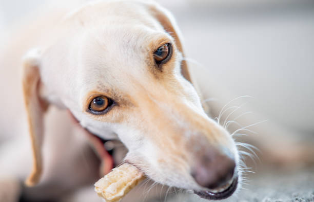 istock indulging my bone and treat 1356507275