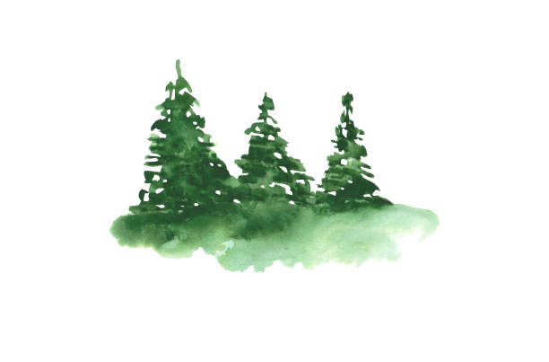 illustrazioni stock, clip art, cartoni animati e icone di tendenza di foresta ad acquerello isolata su sfondo bianco. 3 abeti rossi. clipart dell'albero di natale. oggetto scena orizzontale. illustrazione di pino verde disegnata a mano. siluetta di una pianta sempreverde. - christmas winter non urban scene pine tree