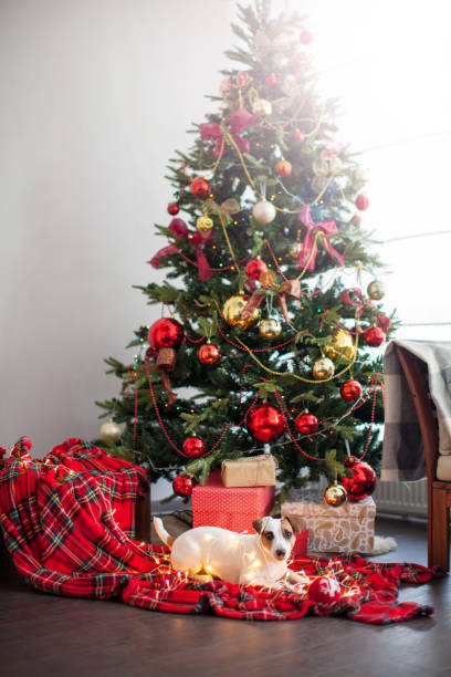 istock Dog near christmas tree 1356509327