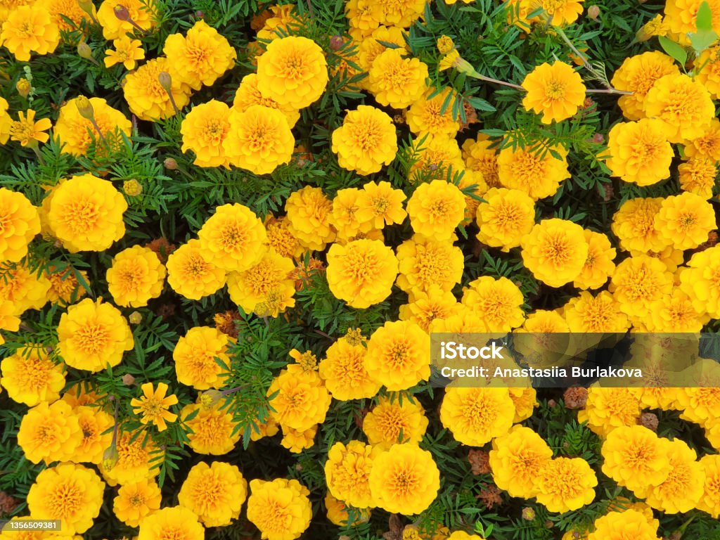 Yellow Marigold Flowers In The Summer Garden Top View Background And  Texture Stock Photo - Download Image Now - iStock