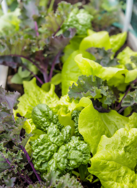 istock Veggie planter filled with lettuce, spinach and kale, ready to harvest. 1356509408