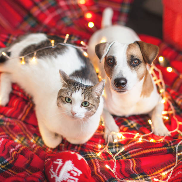 istock Dog and cat in christmas decoration 1356509707