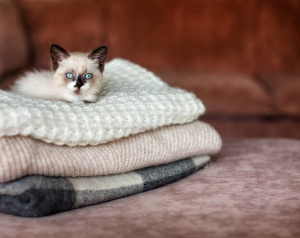 istock Cat relaxing on knitted plaid 1356509810