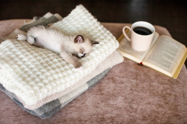 istock Cat relaxing on knitted plaid 1356509817
