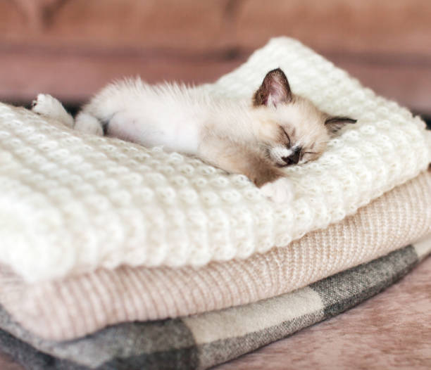 istock Cat relaxing on knitted plaid 1356509818