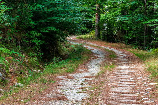 istock hiking trail in the forest 1356509905