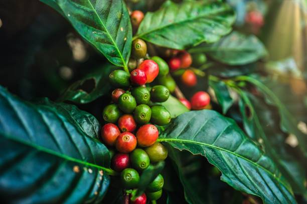 istock Man's hand picking up red coffee beans on coffee plant. 1356510609