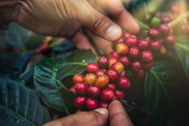istock Man's hand picking up red coffee beans on coffee plant. 1356510610
