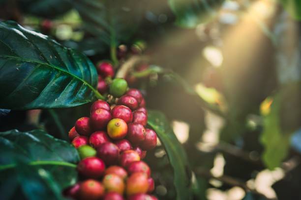 Man's hand picking up red coffee beans on coffee plant.