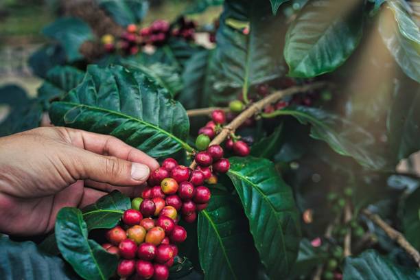 istock Man's hand picking up red coffee beans on coffee plant. 1356510616