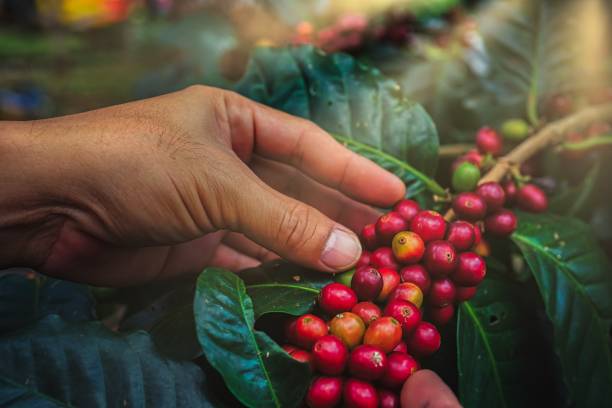 istock Man's hand picking up red coffee beans on coffee plant. 1356510626
