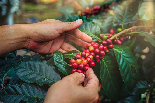 Mano de hombre recogiendo granos de café rojo en la planta de café. photo