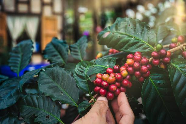 istock Man's hand picking up red coffee beans on coffee plant. 1356510629