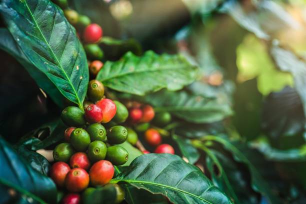 istock Man's hand picking up red coffee beans on coffee plant. 1356510743
