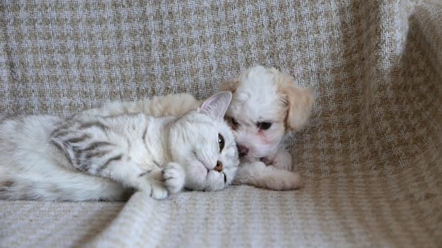Two friends - Dog and cat plays together