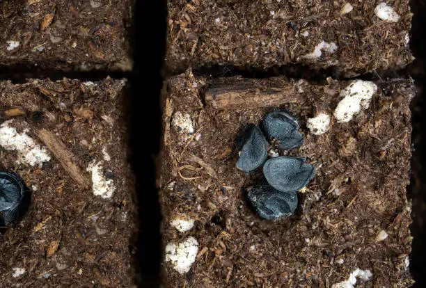 Black flat seeds. Allium fistulosum. Start planting scallions indoors prior to final frost for earlier harvest. Selective focus.