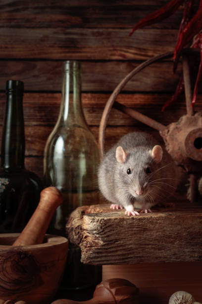 istock Rat on a table in an old shed. 1356512122