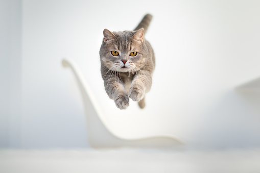 Scottish cat jumping up. Studio shot