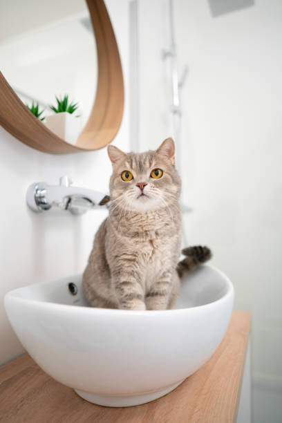 Scottish cat sitting in the bathroom. Studio shot