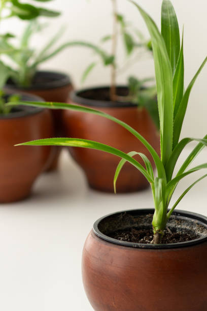 istock Pandanus plant in brown clay pot on the white background 1356514630