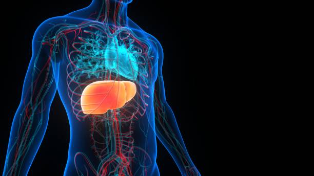 istock Human Internal Digestive Organ Liver Anatomy 1356515665