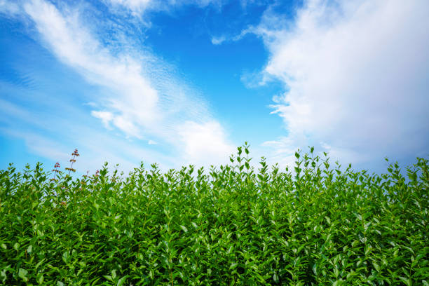 Fresh green privet hedge in a garden under a blue sky in the summer