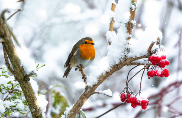Robin Redbreast perched on a branch in snowy weather when  Storm Arwen  hit the UK in November. stock photo