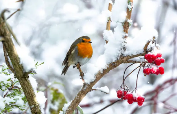 Photo of Robin Redbreast perched on a branch in snowy weather when  Storm Arwen  hit the UK in November.