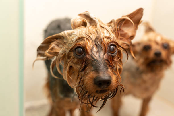istock dogs in the shower 1356518800