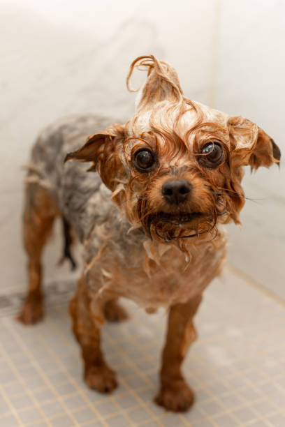 istock dogs in the shower 1356518854