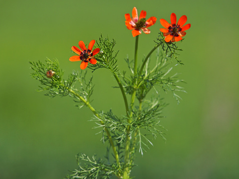 Red orange flower of the Summer pheasant's-eye plant on a field, Adonis aestivalis
