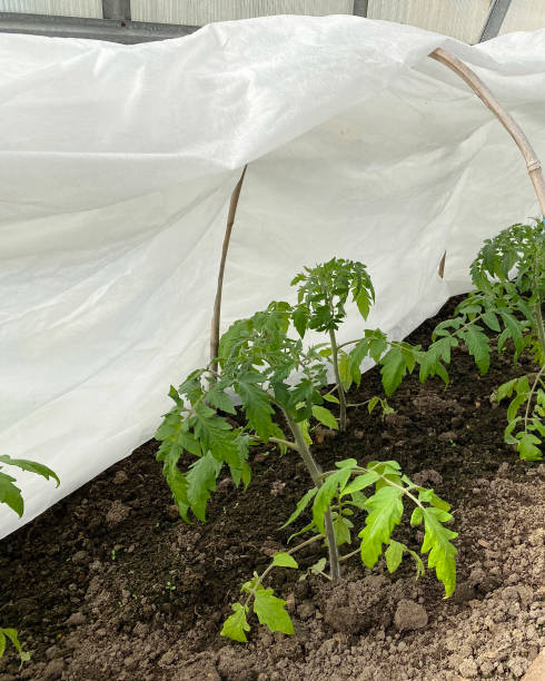 istock tomato seedlings on the bed under the covering material 1356525300