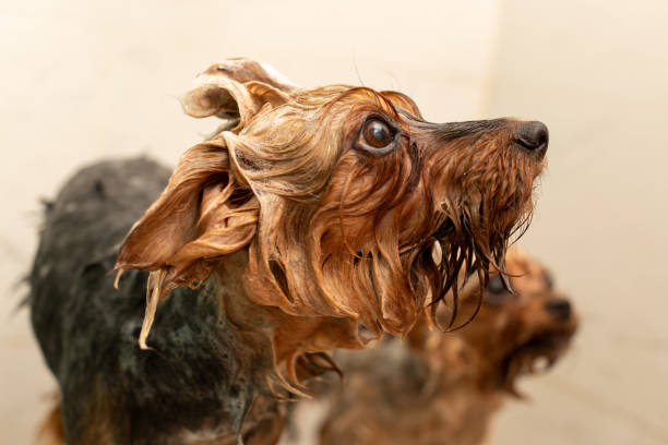 istock dogs in the shower 1356525913