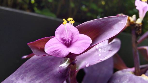 istock Tradescantia pallida flowers 1356527691