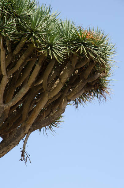 Canary Islands dragon tree. stock photo