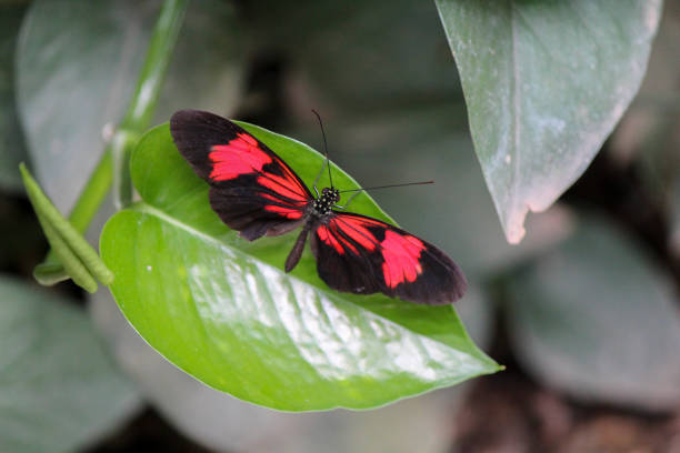 Heliconius melpomene butterfly on a green leaf in the wild