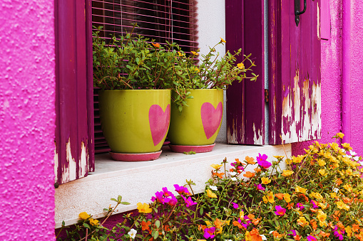 Green lovely flower pots with hearts and colorful flowers in Burano, Italy